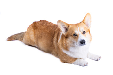 welsh corgi pembroke isolated