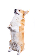 welsh corgi pembroke isolated