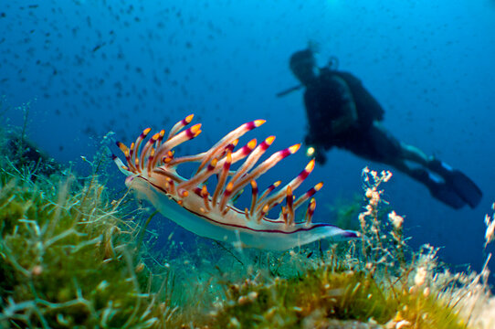 nudibranch fish and coral