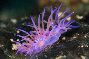 nudibranch in the sea