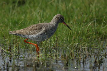 A Redshank, Tringa totanus, feeding along the edge of a marshy area in a field in springtime.	