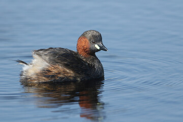 A cute Little Grebe, Tachybaptus ruficollis, swimming on a river hunting for food.