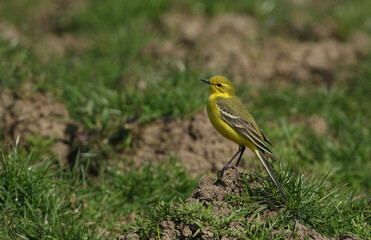 A stunning Yellow Wagtail, Motacilla flava, perching on a dirt mound in a meadow. It has just arrived into the Uk to start breeding in springtime.