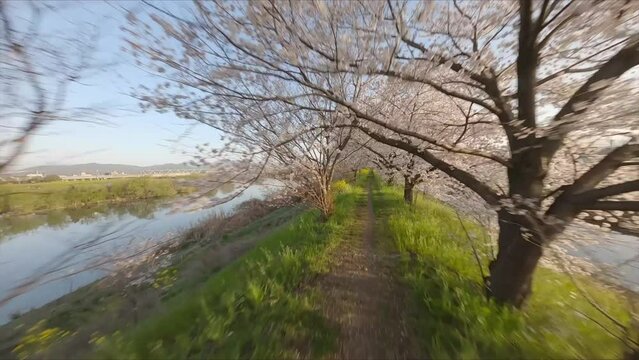 Sakura cherry blossom trees in sunrise