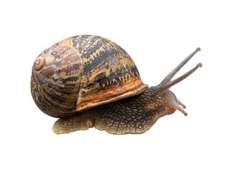 Burgundy snail isolated on the transparent background