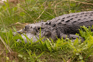 Sunning Alligator