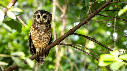 African wood owl, Strix woodfordii nuchalis, perched in a tree, Uganda, Africa. A medium sized bird found in sub-Saharan Africa and also know as a Woodford Owl.
