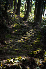 Moss-covered stone pavement typical of Kumano Kodo
