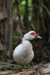 Beautiful swan's photo