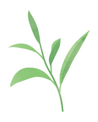 Watercolor herbal leaf branch