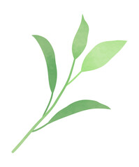 Fototapeta na wymiar Watercolor herbal leaf branch