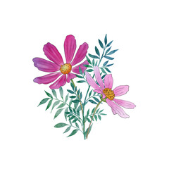 Cosmos flowers and leaves bouquet. Wildflowers watercolor botanical illustration. Spring blooming garden romantic floral arrangement