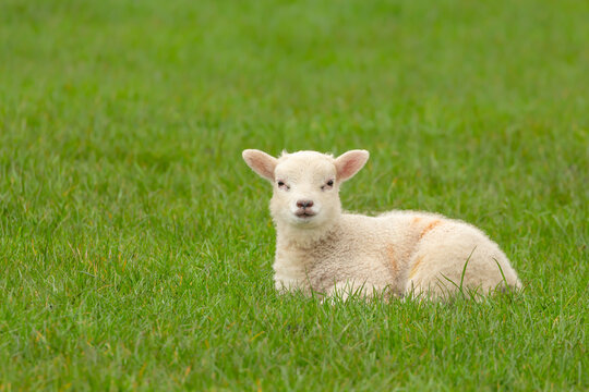 Close up of a newborn lamb in Springtime, laying down in lush green field and facing forward.  Clean green background.  Yorkshire Dales, UK.  Horizontal.  Copy space
