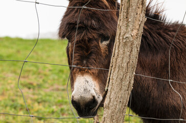 Closeup of head of donkey behind wire fence. Cantabria, Spain