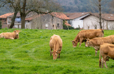 Group of cows on field with country houses in background. Cantabria, Spain