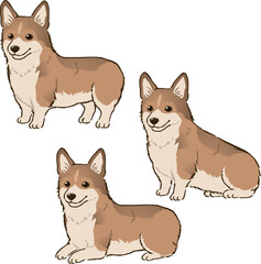 色々な姿勢のコーギー（断尾、セーブルホワイト）