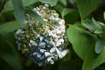 tender blue and white hortensia blossom hiding behind green leaves
