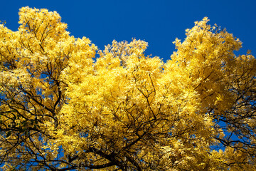 looking up through the bright golden autumn foliage in the crown of a large ash tree
