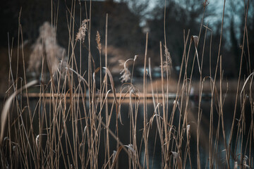 Schilfrohr am See