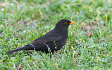 Common blackbird, the male bird walks on the ground, among the grass looking for worms to eat