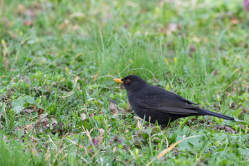 Common blackbird, the male bird walks on the ground, among the grass looking for worms to eat