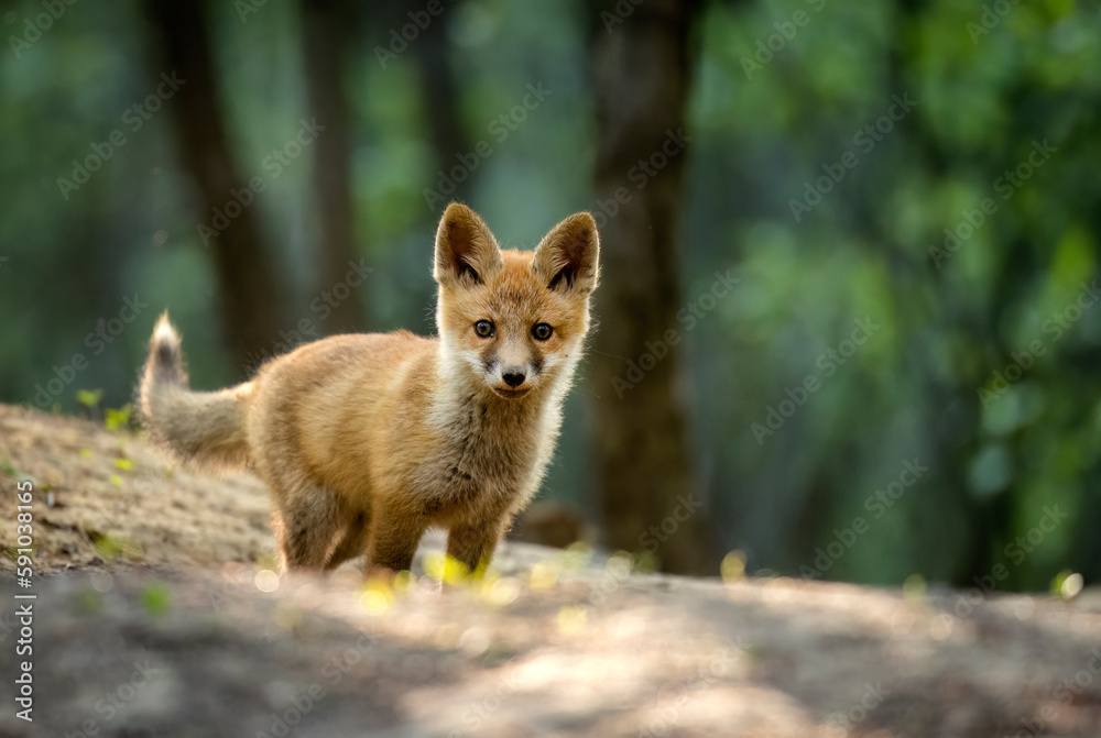 Sticker cute young red fox in the forest ( vulpes vulpes )