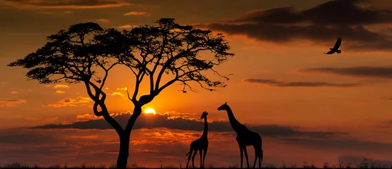 Deurstickers Toilet Silhouettes of african wild animals at sunset. Evening in African savanna.