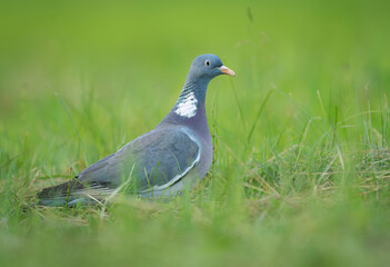 Wood Pigeon ( Columba palumbus ) close up