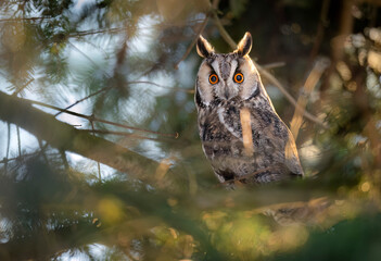 Long eared owl ( Asio otus )