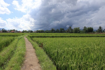 Fototapeta na wymiar Country road between rice fields