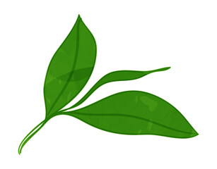 Watercolor herbal leaf branch