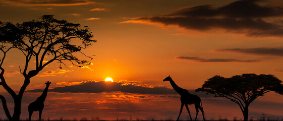 Silhouettes of african wild animals at sunset. Evening in African savanna.