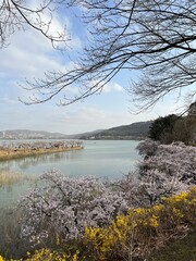 Spring, Korea