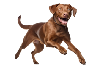 chocolate labrador retriever dog