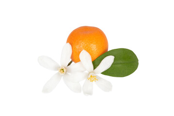 Orange flowers with orange and green leaf, isolated on transparent background. Close-up.