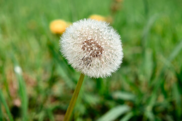White dandelions in green grass background. Beauty in nature. Wide up view. Springtime. Herbal meadow. Lawn weeds. Reach for the sun. Fluffy blowball. Countryside freshness