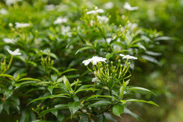 Fototapeta na wymiar white jasmine flowers in botanical garden, selective focus, copy space, malaysia