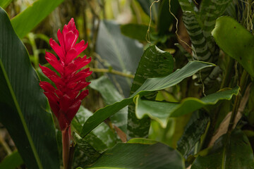 orchid and bromeliad flower beds in botanical garden, selective focus, copy space, malaysia