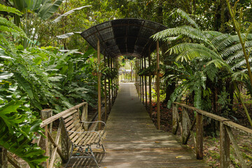 ferns and palms beds in botanical garden, selective focus, copy space, malaysia