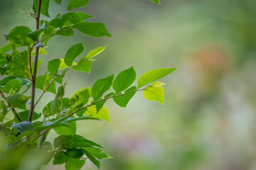 涼やかで落ち着いた雰囲気の公園風景