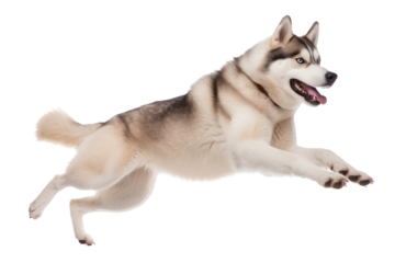 siberian husky dog isolated
