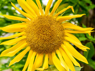 Sunflower head, Helianthus annuus