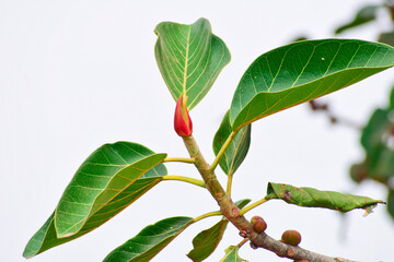 Banyan fruit, Ficus benghalensis, commonly known as the banyan, banyan fig and indian banyan, is a tree native to the Indian subcontinent.