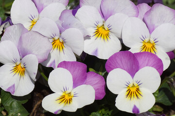 Close up flowers of Garden pansies. Violets (Viola cornuta) in spring. Violet family Violaceae. Plants with multicolor flowers.