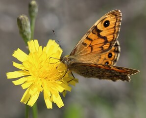Nahaufnahme Mauerfuchs