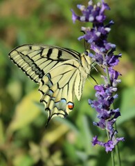 Schwalbenschwanz Nahaufnahme