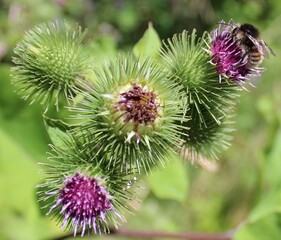 Steinhummel bei der Nahrungssuche