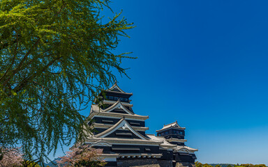 熊本城：復旧された天守閣と桜