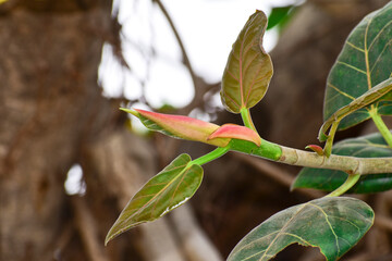Banyan fruit, Ficus benghalensis, commonly known as the banyan, banyan fig and indian banyan, is a tree native to the Indian subcontinent.