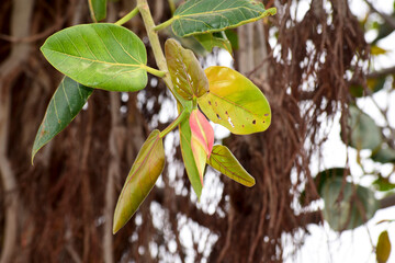 Banyan fruit, Ficus benghalensis, commonly known as the banyan, banyan fig and indian banyan, is a tree native to the Indian subcontinent.